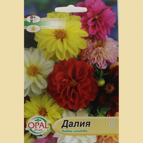 Семена на ниска Далия (Гергина)