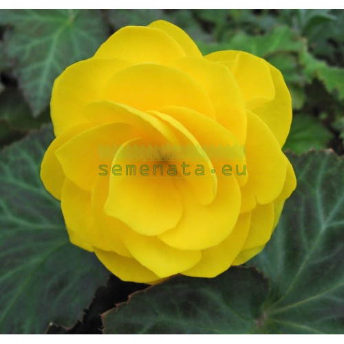 Бегония Yellow