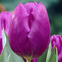 Луковици на Лале Purple Prince