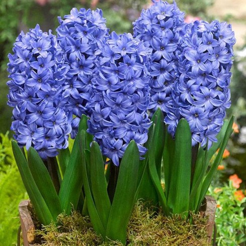 Луковици на Зюмбюл (Hyacinthus) Marie