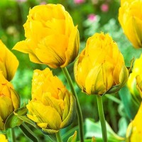 Луковици на Лале Monte Peony