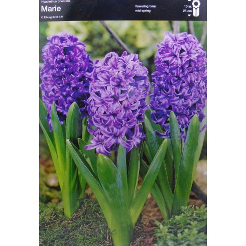 Луковици на Зюмбюл (Hyacinthus) Marie