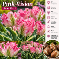 Луковици на Лале Pink Vision 10/11